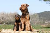 AIREDALE TERRIER 211